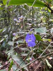 Dichorisandra penduliflora