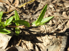 Eclipta platyglossa platyglossa