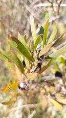 Leucadendron macowanii