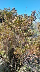 Leucadendron macowanii
