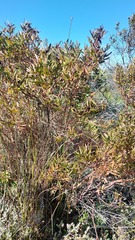Leucadendron macowanii