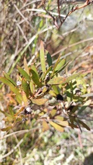 Leucadendron macowanii