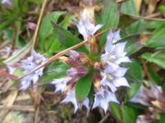 Gentiana cephalantha
