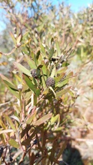 Leucadendron macowanii