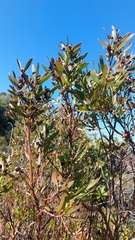 Leucadendron macowanii