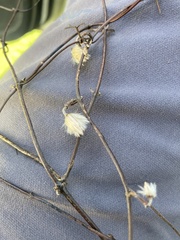 Clematis quadribracteolata