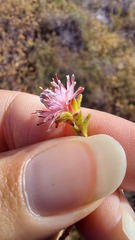 Diastella divaricata divaricata