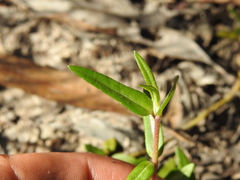 Eclipta platyglossa platyglossa