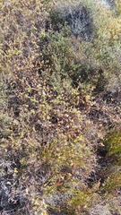 Diastella divaricata divaricata