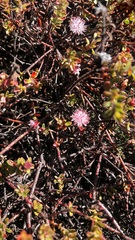 Diastella divaricata divaricata