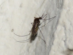 Culex erraticus