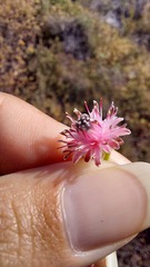 Diastella divaricata divaricata