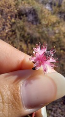 Diastella divaricata divaricata