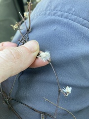 Clematis quadribracteolata