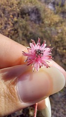 Diastella divaricata divaricata