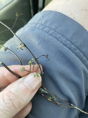 Clematis quadribracteolata