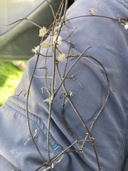 Clematis quadribracteolata