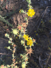 Centromadia parryi australis