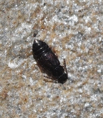 Anotylus