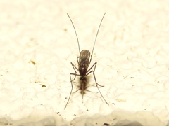 Culex erraticus