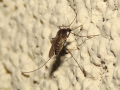 Culex erraticus