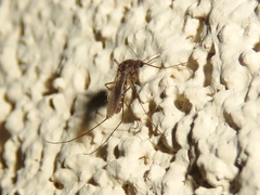 Culex erraticus