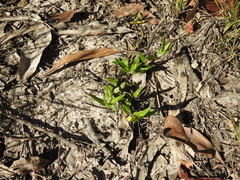 Eclipta platyglossa platyglossa