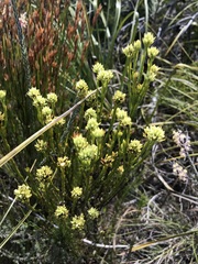 Thesium spicatum