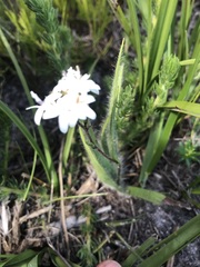 Corymbium villosum