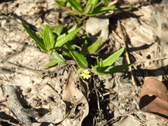 Eclipta platyglossa platyglossa