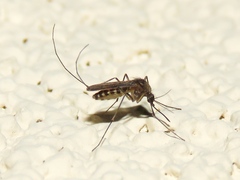 Culex erraticus
