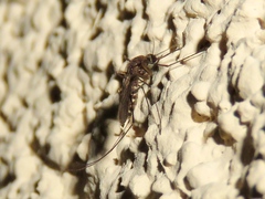 Culex erraticus