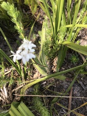 Corymbium villosum
