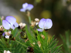 Psoralea pinnata