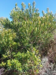 Metrosideros angustifolia