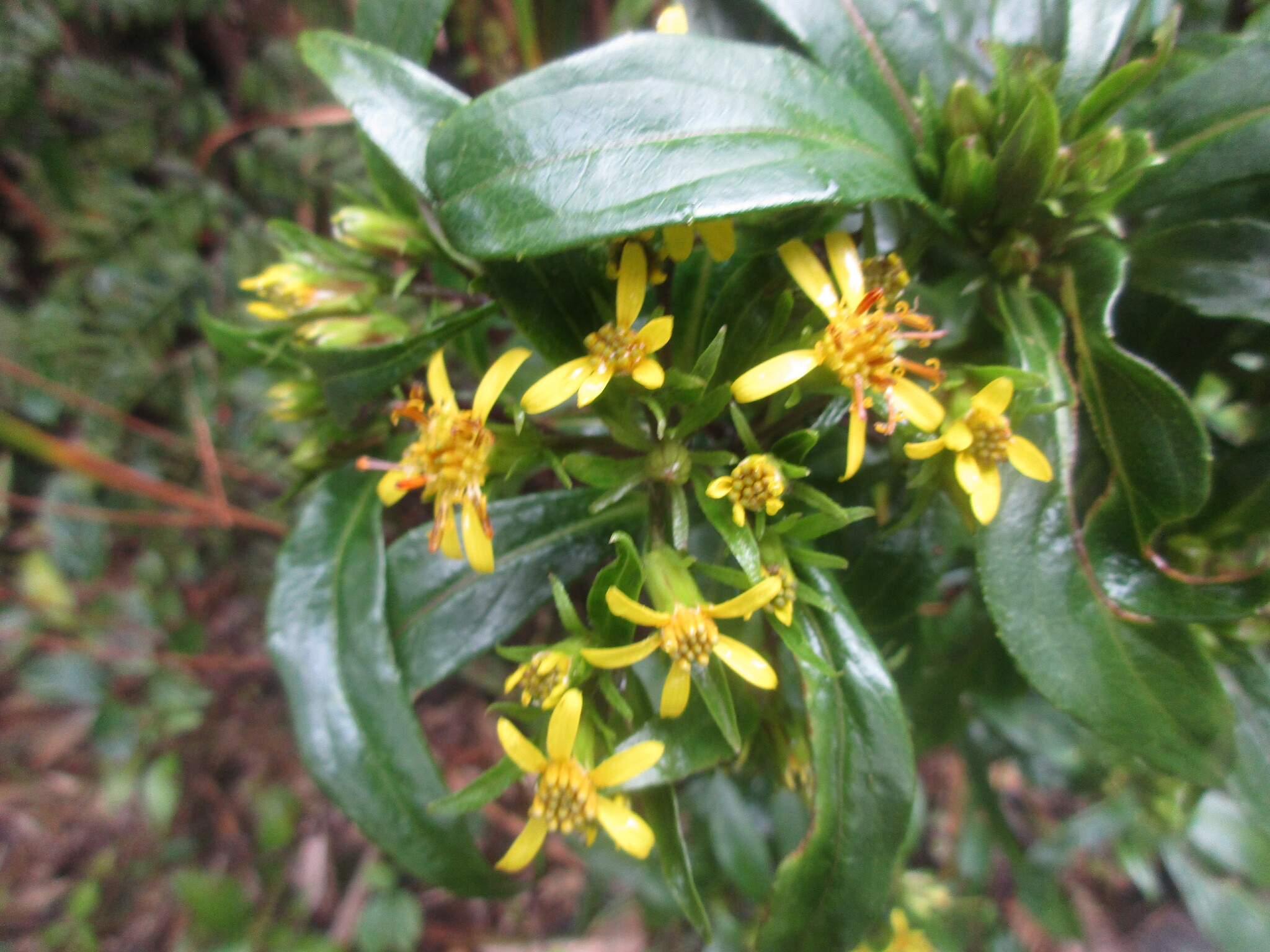 Synotis austroyunnanensis (Synotis austroyunnanensis)