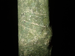 Trichosurus vulpecula