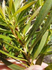 Metrosideros angustifolia