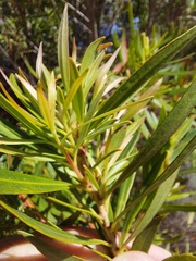 Metrosideros angustifolia