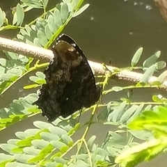 Kaniska canace drilon