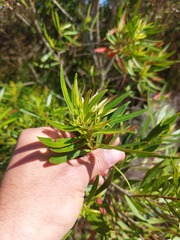 Metrosideros angustifolia