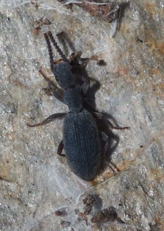 Stenosis mendizabali