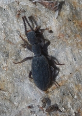 Stenosis mendizabali