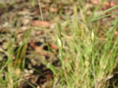 Abildgaardia ovata