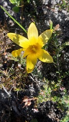 Romulea flava