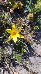 Romulea flava