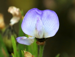 Psoralea pinnata