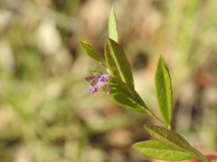 Polygala japonica