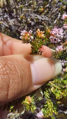 Erica ericoides