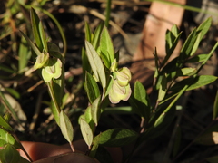 Polygala japonica